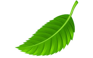Leaves Mehndi Design